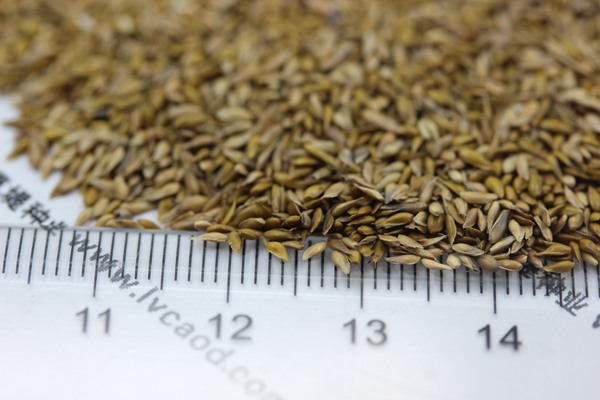 中華結(jié)縷草種子 中華結(jié)縷草種子