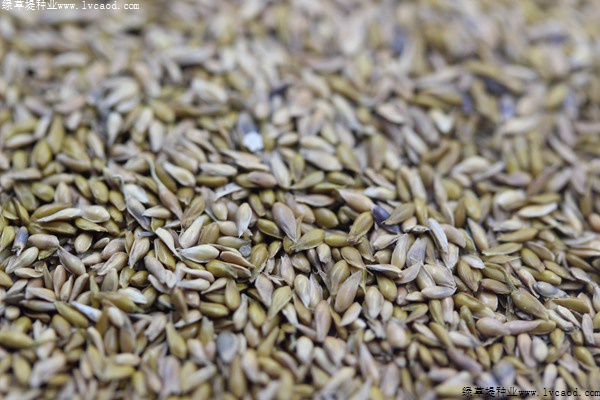 中華結(jié)縷草種子 中華結(jié)縷草種子