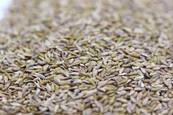 中華結(jié)縷草種子 中華結(jié)縷草種子