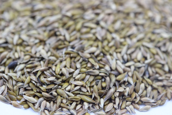 中華結(jié)縷草種子 中華結(jié)縷草種子