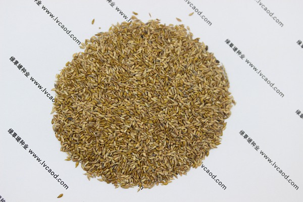 中華結(jié)縷草種子 中華結(jié)縷草種子