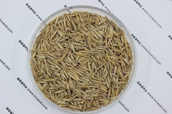 冰草種子 冰草種子