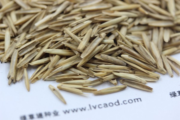 冰草種子 冰草種子