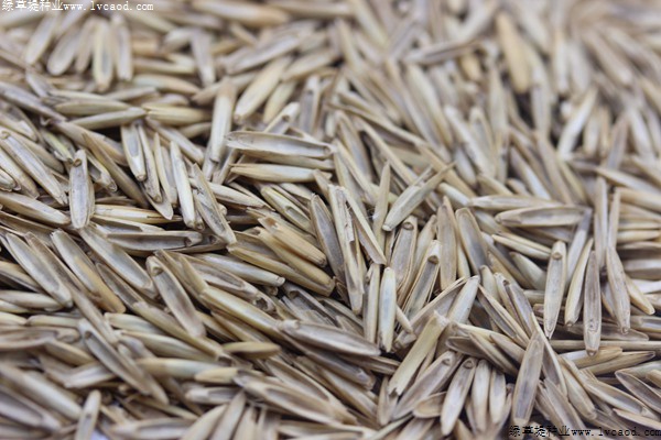 冰草種子 冰草種子