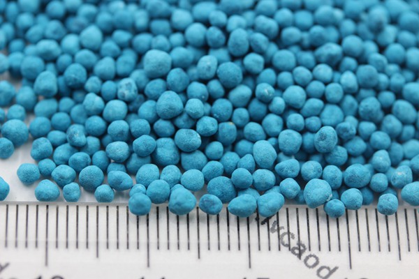 馬蹄金種子 馬蹄金種子