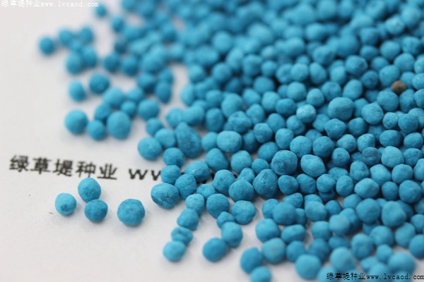 馬蹄金種子 馬蹄金種子