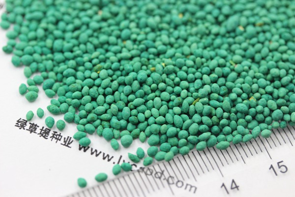 大葉油草種子 大葉油草種子