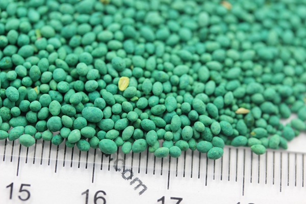 大葉油草種子 大葉油草種子