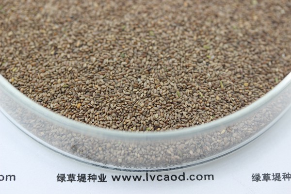 狗牙根種子 狗牙根種子