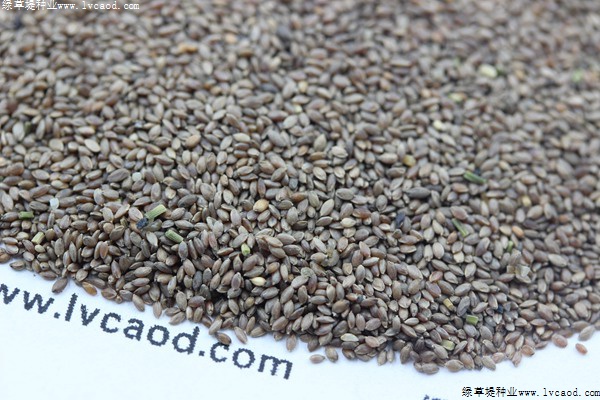 狗牙根種子 狗牙根種子