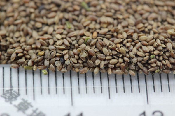 狗牙根種子 狗牙根種子