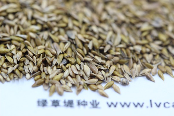 蘭引三號(hào)種子 蘭引三號(hào)種子