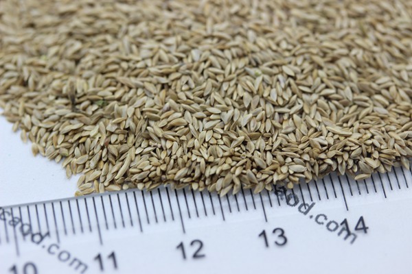 天堂草種子 天堂草種子