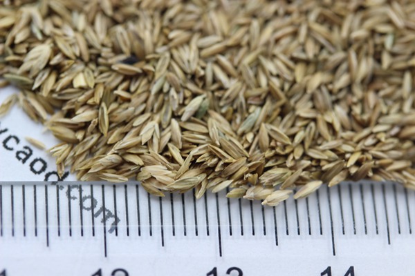 早熟禾種子 早熟禾種子