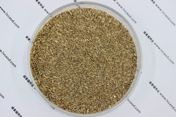 早熟禾種子 早熟禾種子