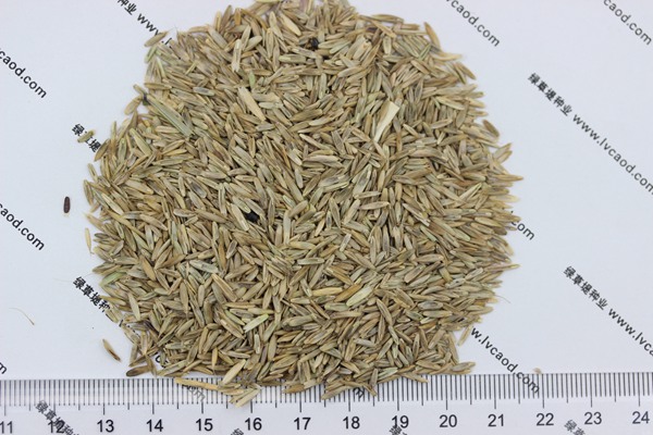 護坡高羊茅 護坡高羊茅