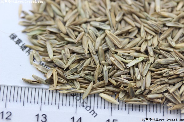 護坡高羊茅 護坡高羊茅