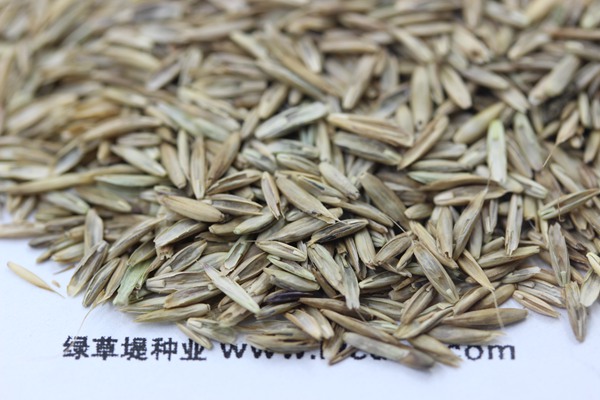 護坡高羊茅 護坡高羊茅