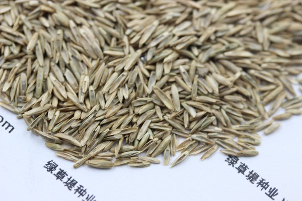 護(hù)坡黑麥草種子 護(hù)坡黑麥草種子