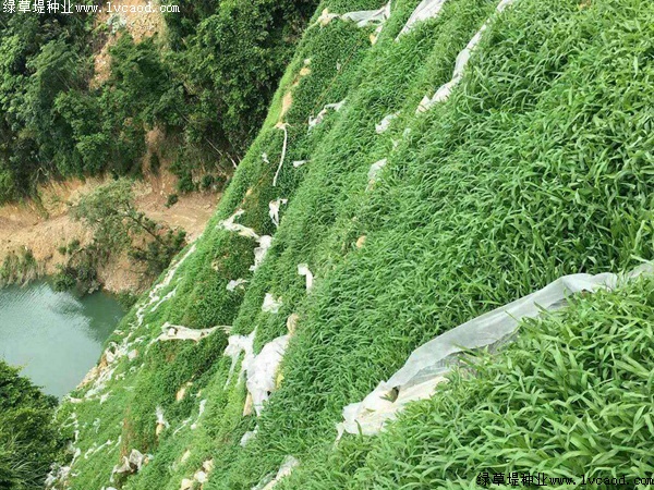 草坪在礦山復(fù)綠工程應(yīng)用 草坪在礦山復(fù)綠工程應(yīng)用