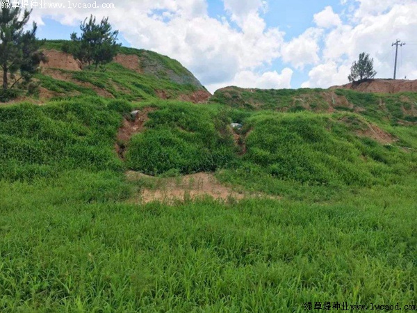 草坪在礦山復(fù)綠工程應(yīng)用 草坪在礦山復(fù)綠工程應(yīng)用