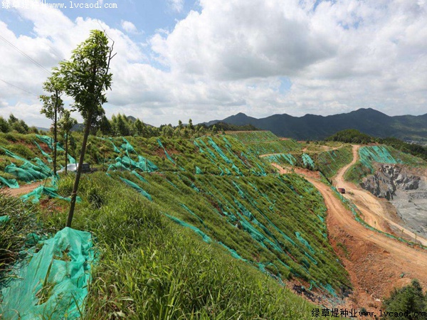 草坪在礦山復(fù)綠工程應(yīng)用 草坪在礦山復(fù)綠工程應(yīng)用
