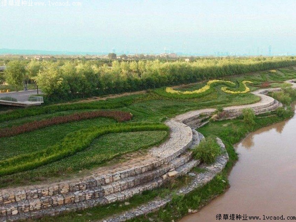 草坪在河岸綠化工程中的應用 草坪在河岸綠化工程中的應用