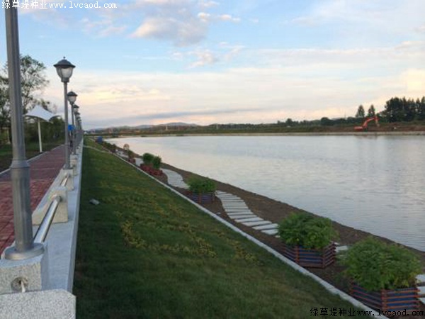 草坪在河岸綠化工程中的應用 草坪在河岸綠化工程中的應用