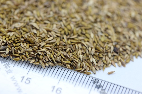 結(jié)縷草種子 結(jié)縷草種子