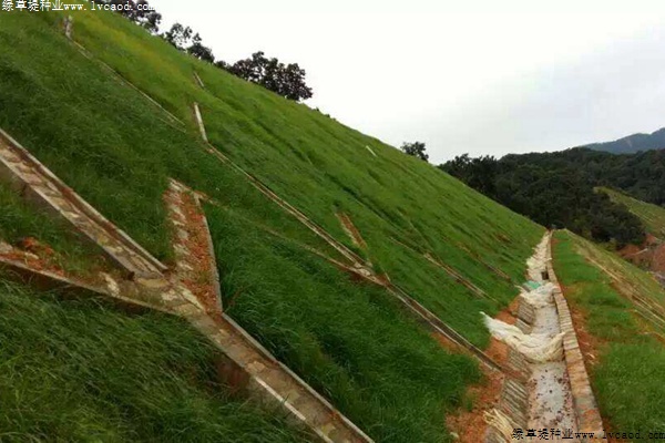 草坪在邊坡復(fù)綠工程中的應(yīng)用 草坪在邊坡復(fù)綠工程中的應(yīng)用