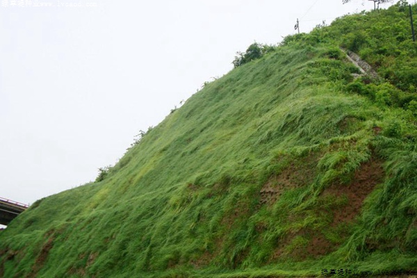 草坪在邊坡復(fù)綠工程中的應(yīng)用 草坪在邊坡復(fù)綠工程中的應(yīng)用