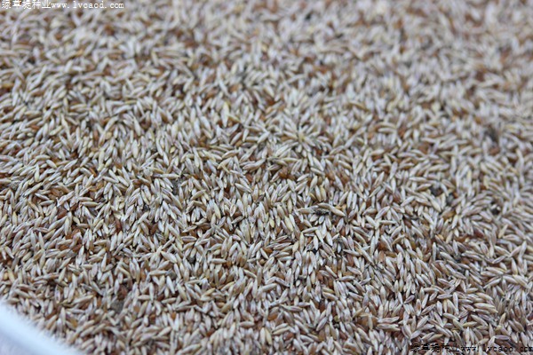 剪股穎種子 剪股穎種子