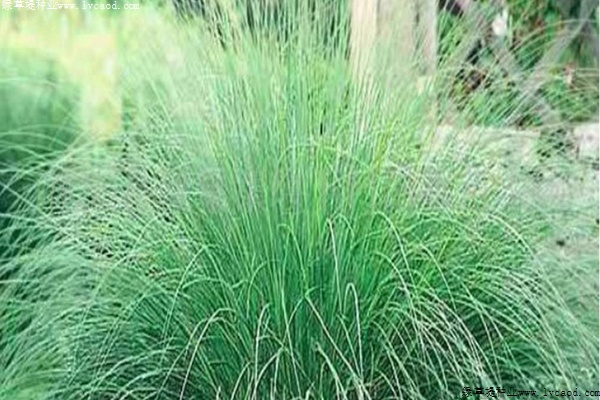 彎葉畫眉草 彎葉畫眉草