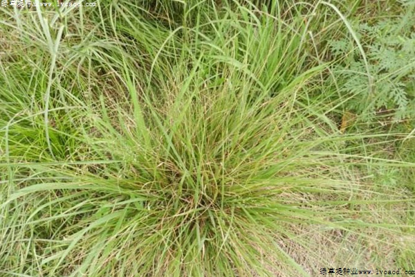 彎葉畫眉草 彎葉畫眉草