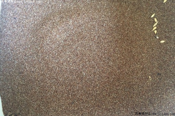 彎葉畫眉草 彎葉畫眉草