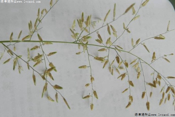 彎葉畫眉草的播種技巧和用途分享 彎葉畫眉草的播種技巧和用途分享