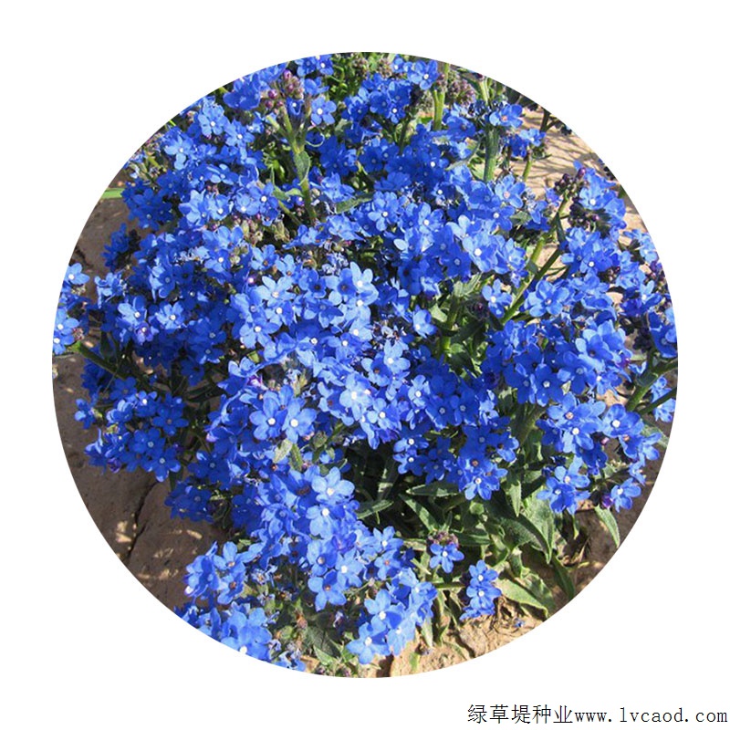 南非牛舌草 南非牛舌草