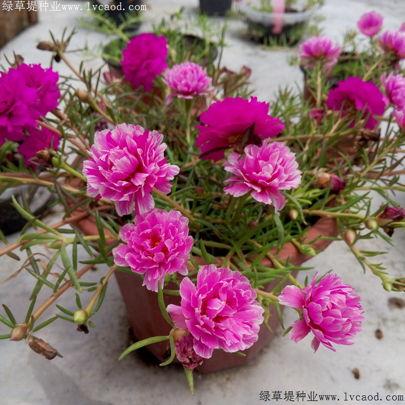 太陽花 太陽花