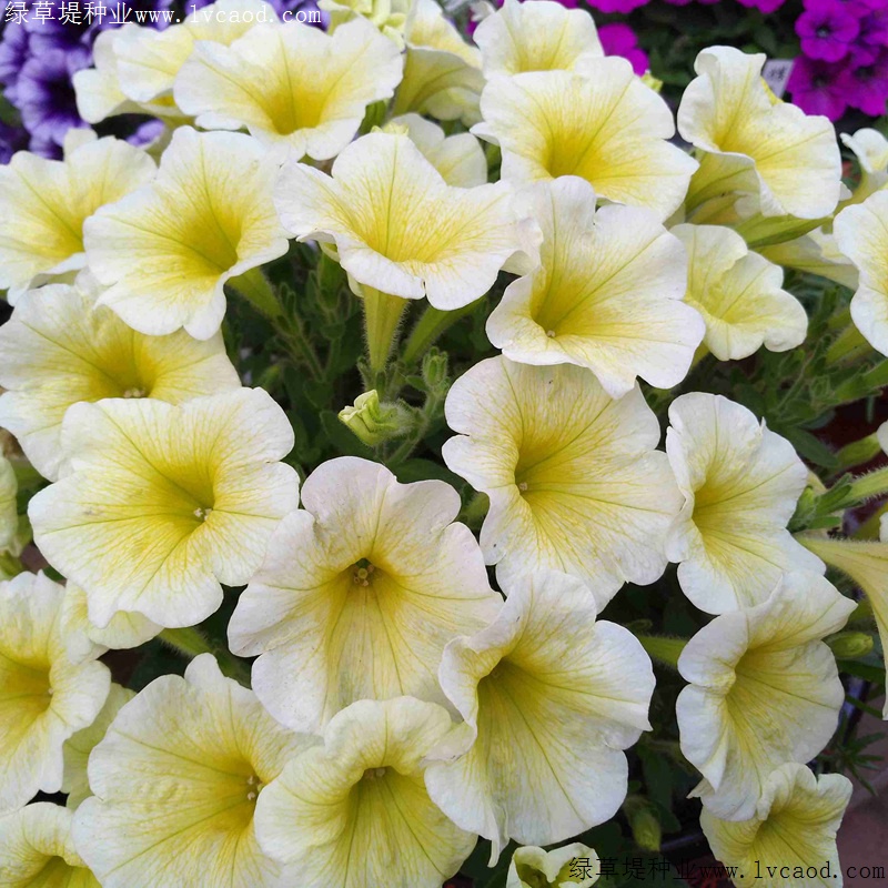 矮牽牛進(jìn)口 矮牽牛進(jìn)口