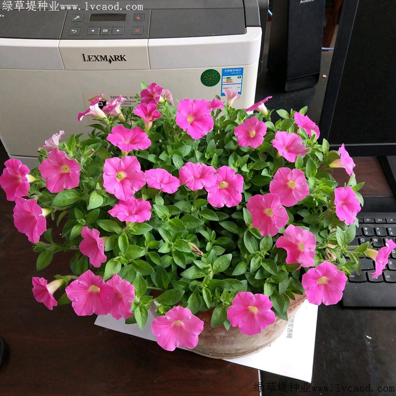 矮牽牛進(jìn)口 矮牽牛進(jìn)口