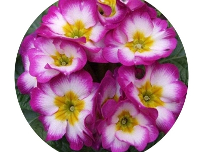 歐洲報春種子的零售價格是多少？