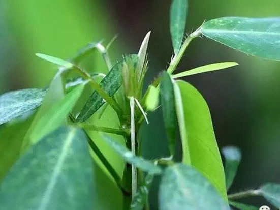 1590653398656357.jpg 跳舞草.jpg