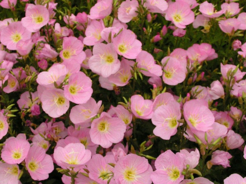 1590932990840106.jpg 1.jpg