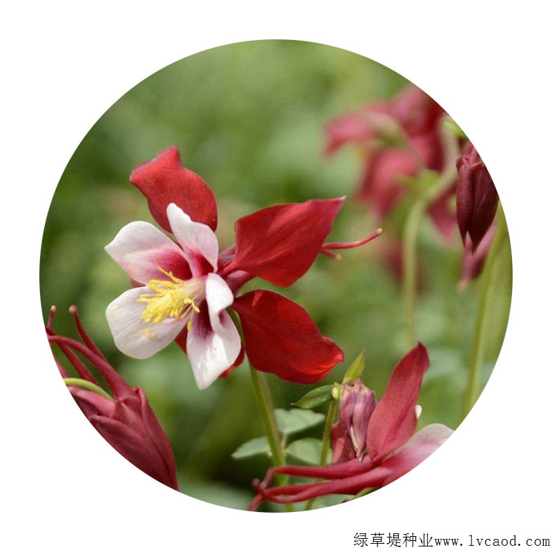 小花耬斗菜 小花耬斗菜