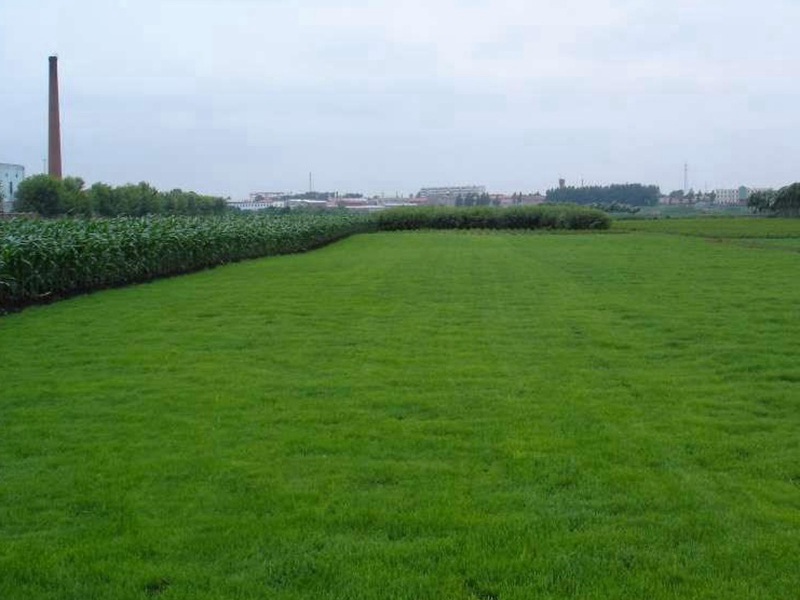 狗牙根草坪 狗牙根草坪