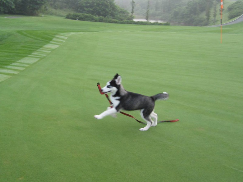 狗牙根草坪 狗牙根草坪