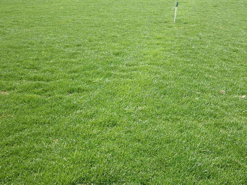 狗牙根草坪 狗牙根草坪