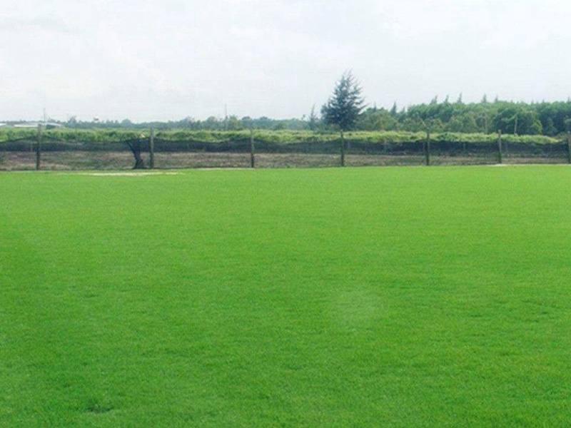 百慕大草坪 百慕大草坪