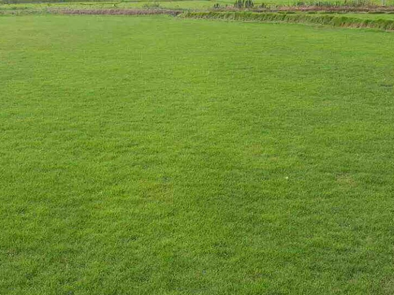 中華結(jié)縷草草坪 中華結(jié)縷草草坪