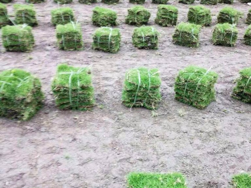 中華結(jié)縷草草坪 中華結(jié)縷草草坪